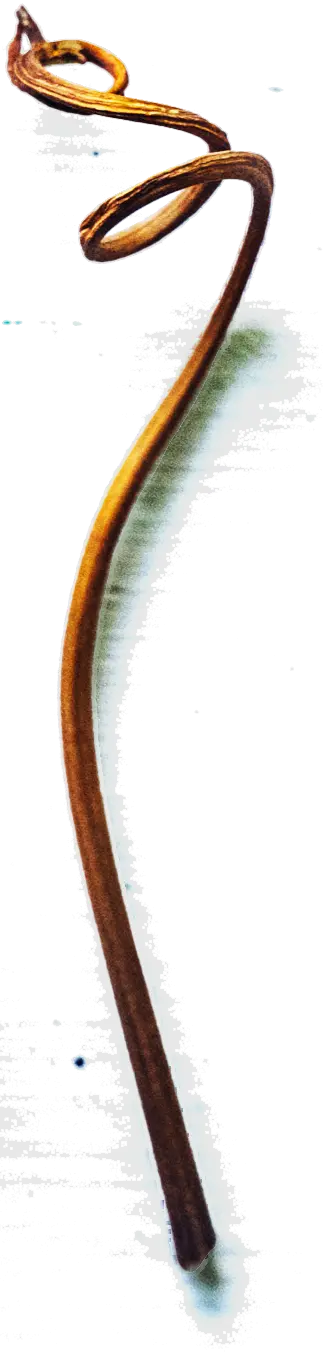 Tendril Wine Cellars First Image