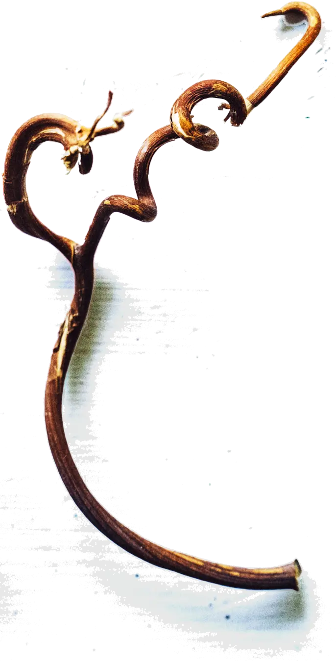 Tendril Wine Cellars Footer Image